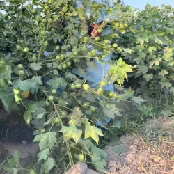 Vehari Agricultural Farms - Vehari