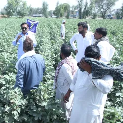 Vehari Agricultural Farms - Vehari