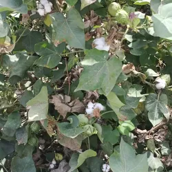 Vehari Agricultural Farms - Vehari