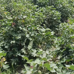 Vehari Agricultural Farms - Vehari