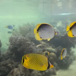 Palau Coral Reef Conservation - Meyuns (Meyungs)