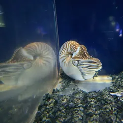 Palau Coral Reef Conservation - Meyuns (Meyungs)