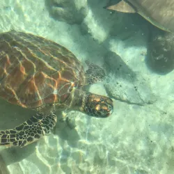 Palau Coral Reef Conservation - Meyuns (Meyungs)