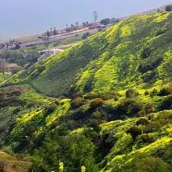 Al-Bireh Old City - Al-birah