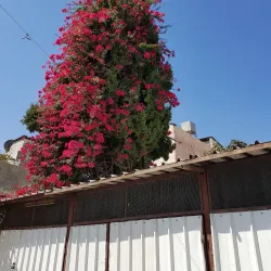 Balata Refugee Camp - Balatah