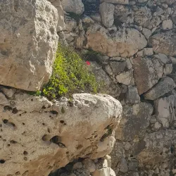 Tell Balata Archaeological Site - Balatah