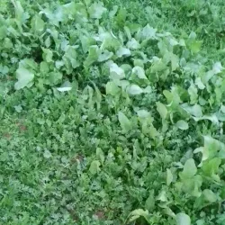 Tell al-Ajjul Archaeological Site - Gaza