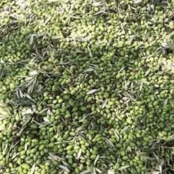 Local Olive Groves and Agricultural Areas - Halhul