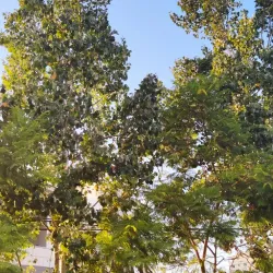 Hebron University - Hebron