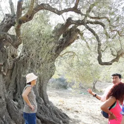 Ancient Olive Groves - Idna