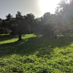 Ancient Olive Groves - Idna
