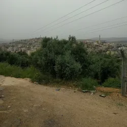 Ancient Olive Groves - Idna