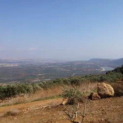 Ancient Olive Groves - Idna