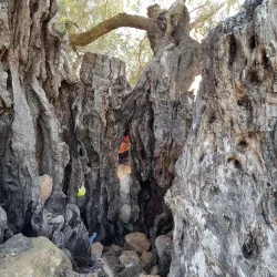 Ancient Olive Groves - Idna