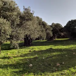 Ancient Olive Groves - Idna
