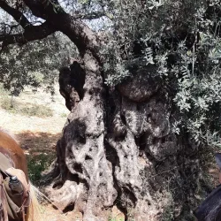 Ancient Olive Groves - Idna