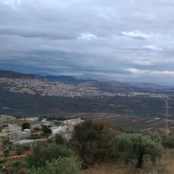 Ancient Olive Groves - Idna