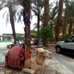 Ein es-Sultan Spring - Jericho