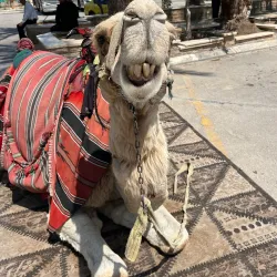 Ein es-Sultan Spring - Jericho