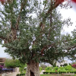 Ein es-Sultan Spring - Jericho