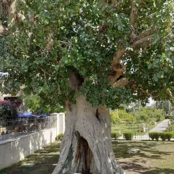 Jericho Sycamore Tree - Jericho