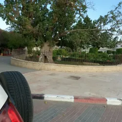 Jericho Sycamore Tree - Jericho