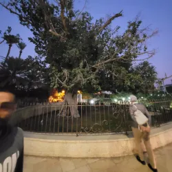 Jericho Sycamore Tree - Jericho