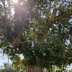 Jericho Sycamore Tree - Jericho