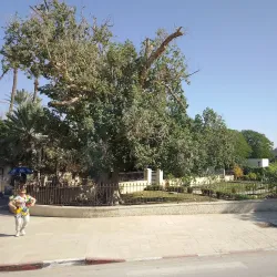 Jericho Sycamore Tree - Jericho