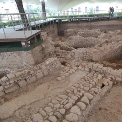 Jericho Sycamore Tree - Jericho