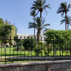 Jericho Sycamore Tree - Jericho