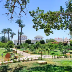 Jericho Sycamore Tree - Jericho