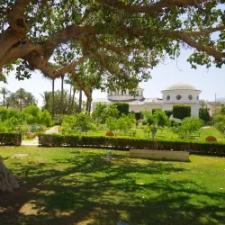 Jericho Sycamore Tree - Jericho