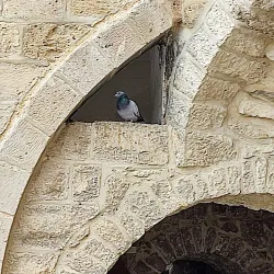 Nabi Musa Shrine - Jericho