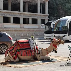 Tell es-Sultan (Ancient Jericho) - Jericho