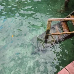 Community Festivals - Bocastown