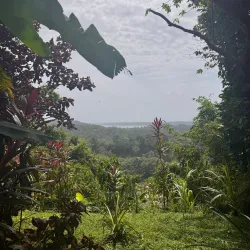 Nearby Coffee Plantations - Bocastown