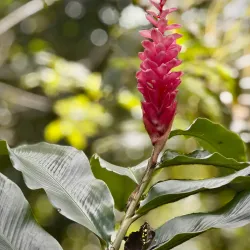 Nearby Coffee Plantations - Bocastown