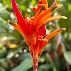 Nearby Coffee Plantations - Bocastown