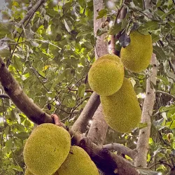 Nearby Coffee Plantations - Bocastown