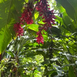 Nearby Coffee Plantations - Bocastown