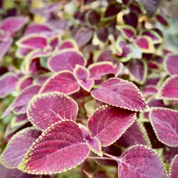 Nearby Coffee Plantations - Bocastown