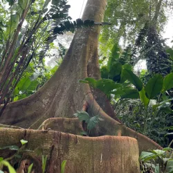 Nearby Rainforest Trails - Bocastown