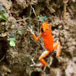 Nearby Rainforest Trails - Bocastown