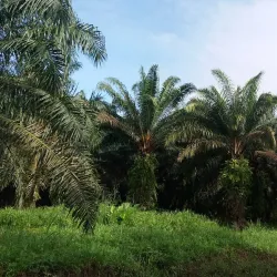 Rio Chiriqui Viejo - Bocastown