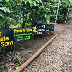 Boquete Coffee Tour - Boquete