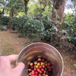 Boquete Coffee Tour - Boquete