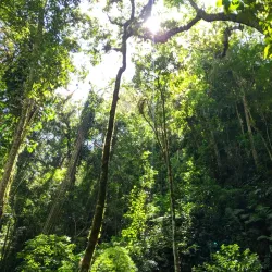 Pipeline Trail - Boquete