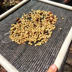 Boquete Coffee Plantations - Bugaba