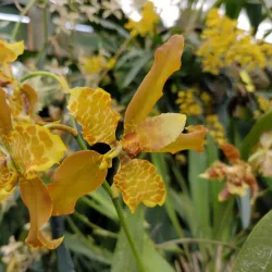 Chiriquí Highlands Scenic Drives - Bugaba